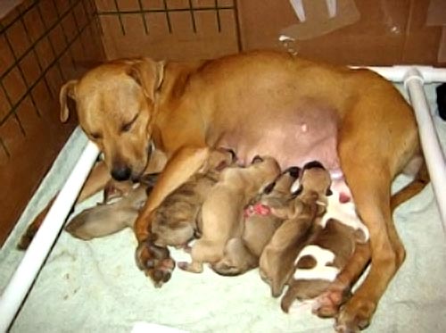 spay