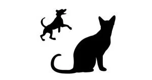lost and found pets