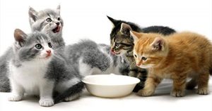 sponsor foster program kittens