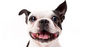 our animals dog with perky ear