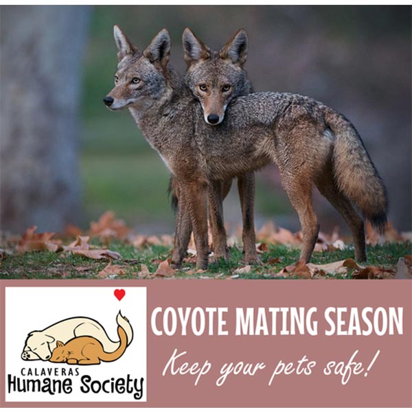 Coyote mating season 2019