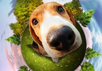 Earth Dog