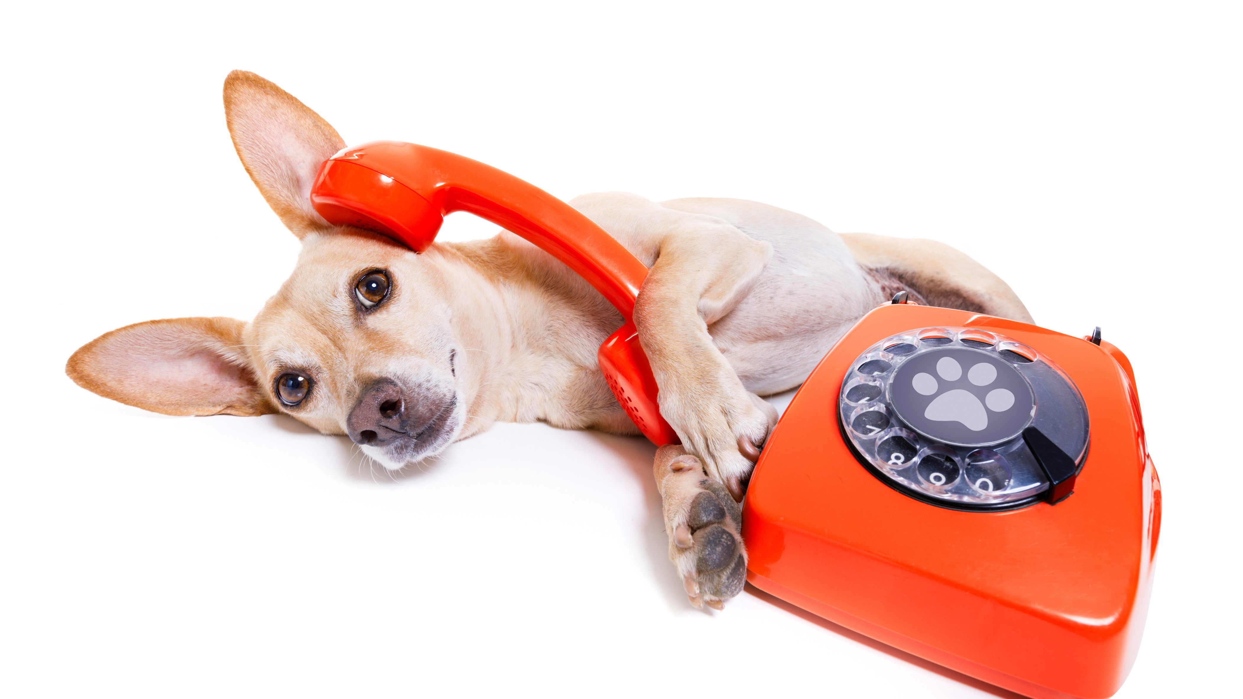 dog on phone Calaveras Humane Society