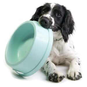 food needed - dog with aqua bowl