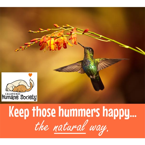 Keep hummingbirds happy the natural way