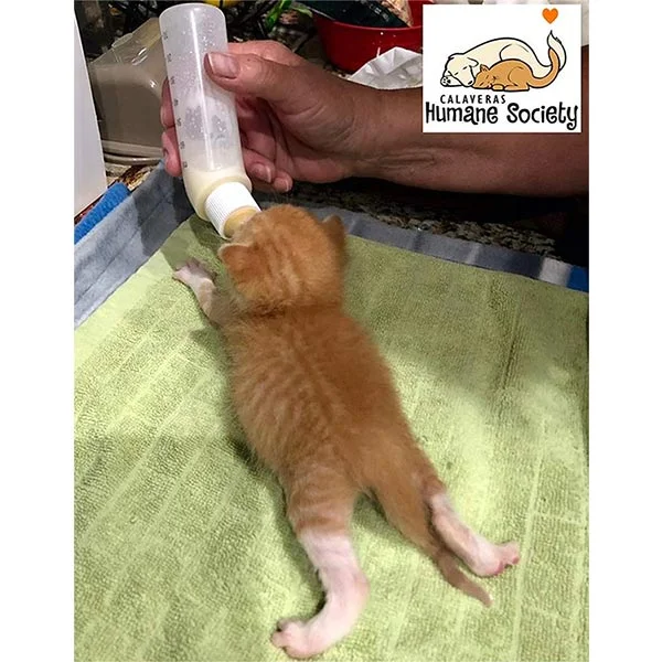 Kitten Peter in foster care 2019