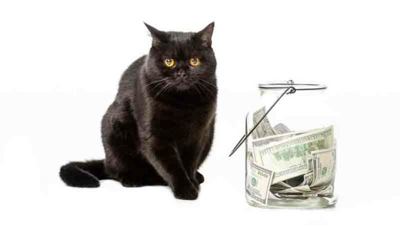 donation cat