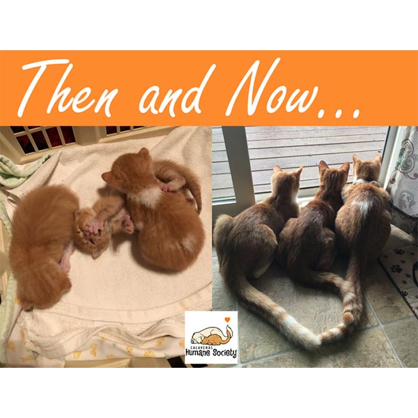 Peter, Paul, and Mary - kittens grown up