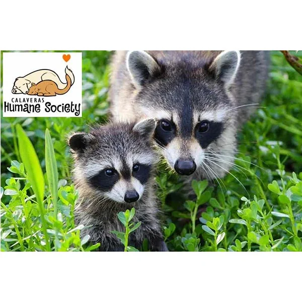 Seeing raccoons during the day?