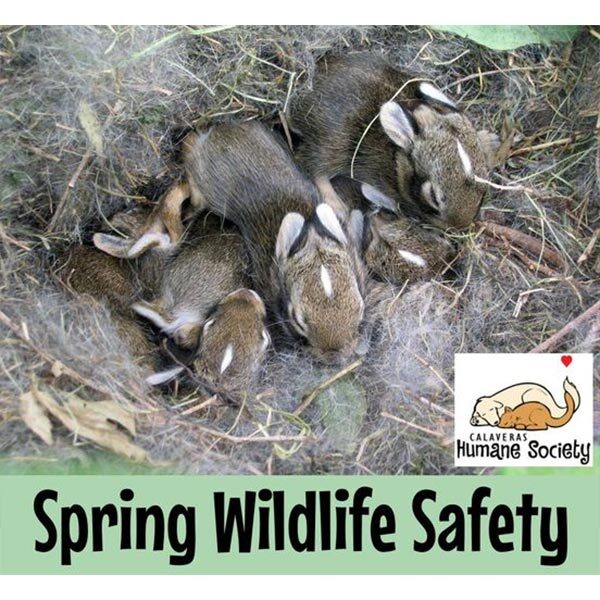 Keep spring wildlife safe when you mow