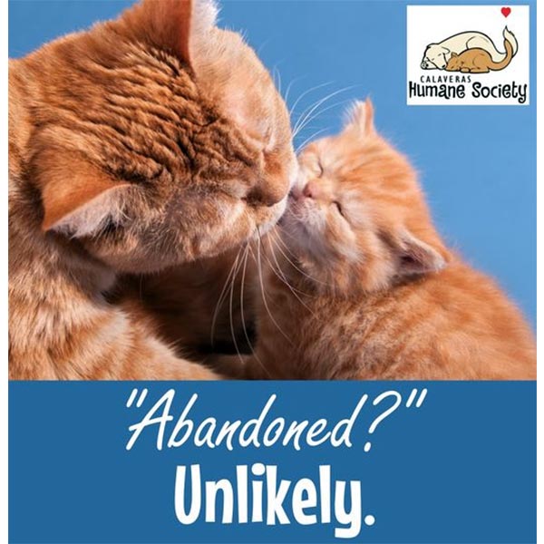 Abandoned kittens are unlikely