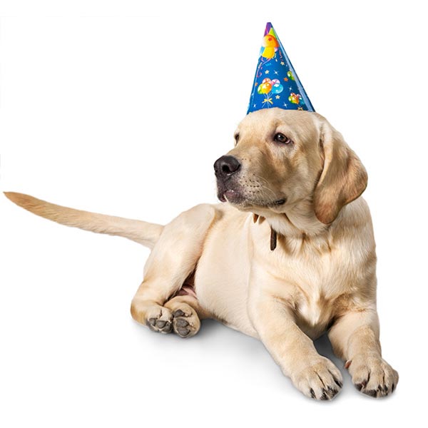 Celebration dog in party hat
