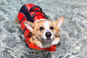 dog swimming in life jacket - full image