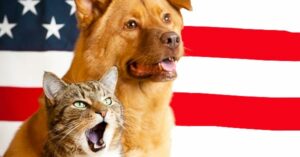 Free Adoptions For Vets