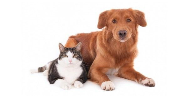 Spay/Neuter Voucher Program News - Calaveras Humane Society