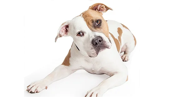 spay and neuter benefits - attentive dog