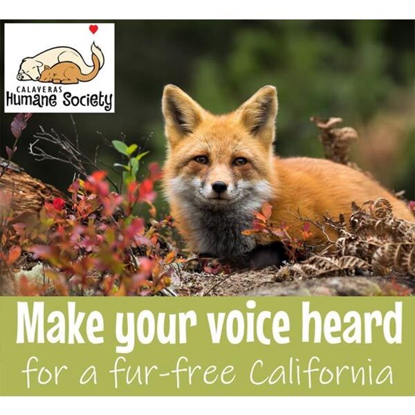 Make your voice heard for a fur-free California