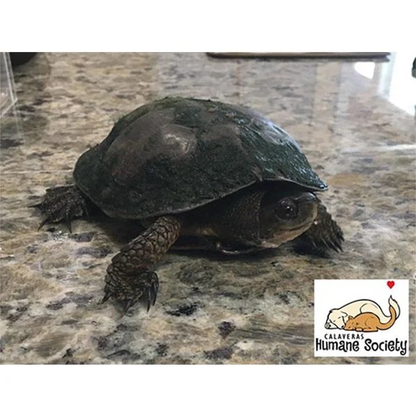Shelldon the turtle going to Milo's Reptile Rescue