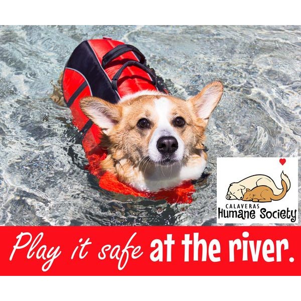 Play it safe at the river - use life jackets for your pets