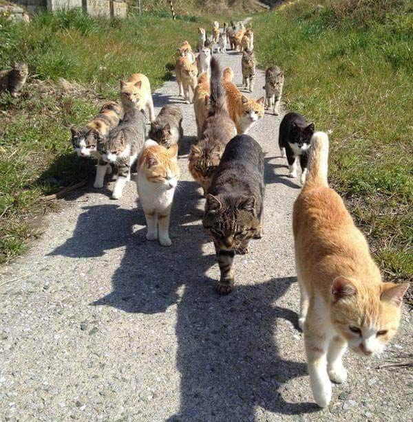 If You Feed Them, Fix Them
