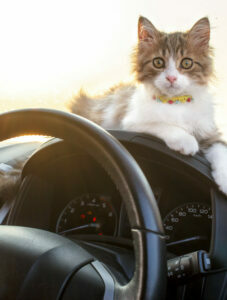cat in car on dashboard