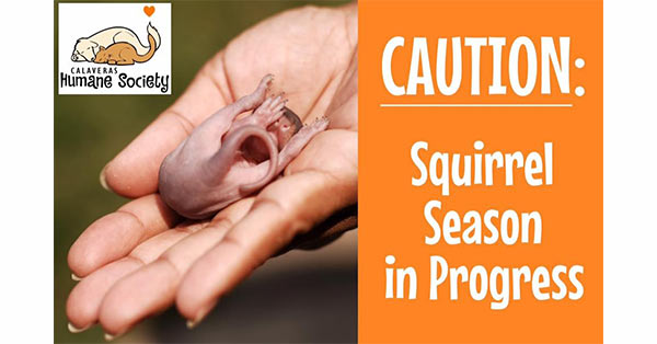 Caution Squirrel Season In Progress