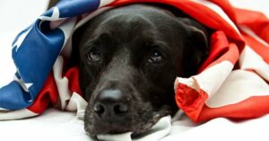 Free Pets For Vets