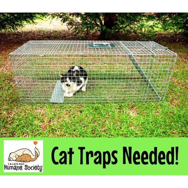 Cat traps needed