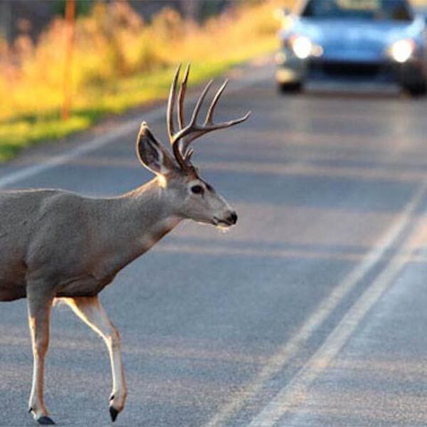 Deer crossing the road with an oncoming car in background