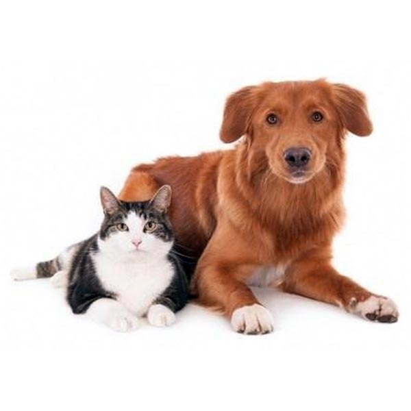 Spay or Neuter early in your pets' life