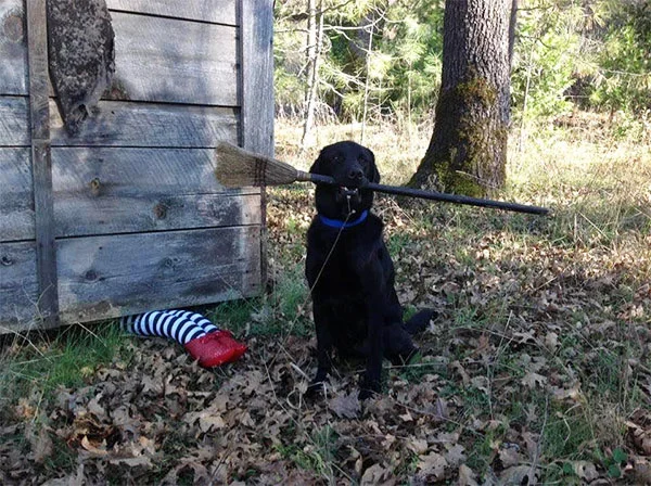 Caemon the dog on a previous Halloween