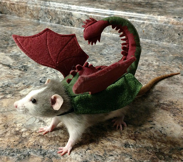 Fancy the dragon rat - costume contest winner