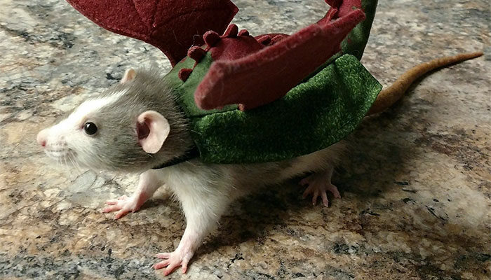 Fancy the rat in costume