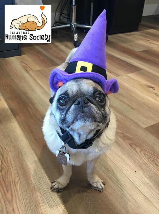 Ambassadog Marlee dressed for Halloween