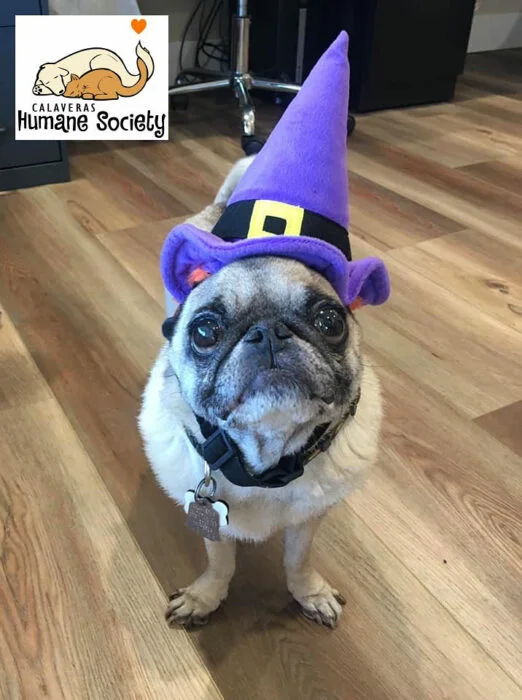 Ambassadog Marlee dressed for Halloween