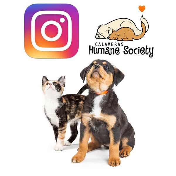 Find Calaveras Humane Society on Instagram