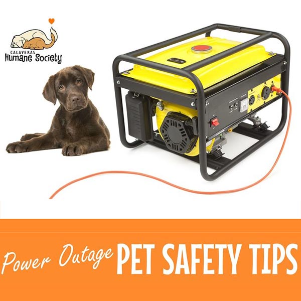 Power outage pet safety tips