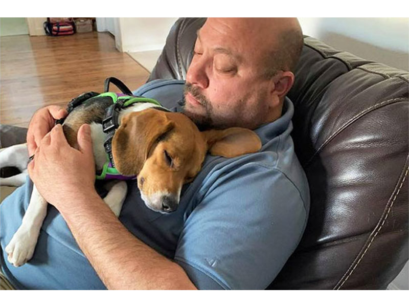 Napping with Daisy the beagle dog
