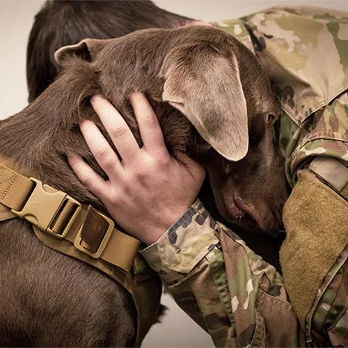 Free pets for veterans 2019