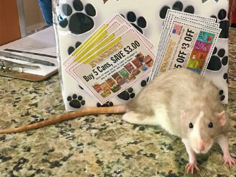 Timber the rat accepting Costume Contest Prize on behalf of Fancy the rat