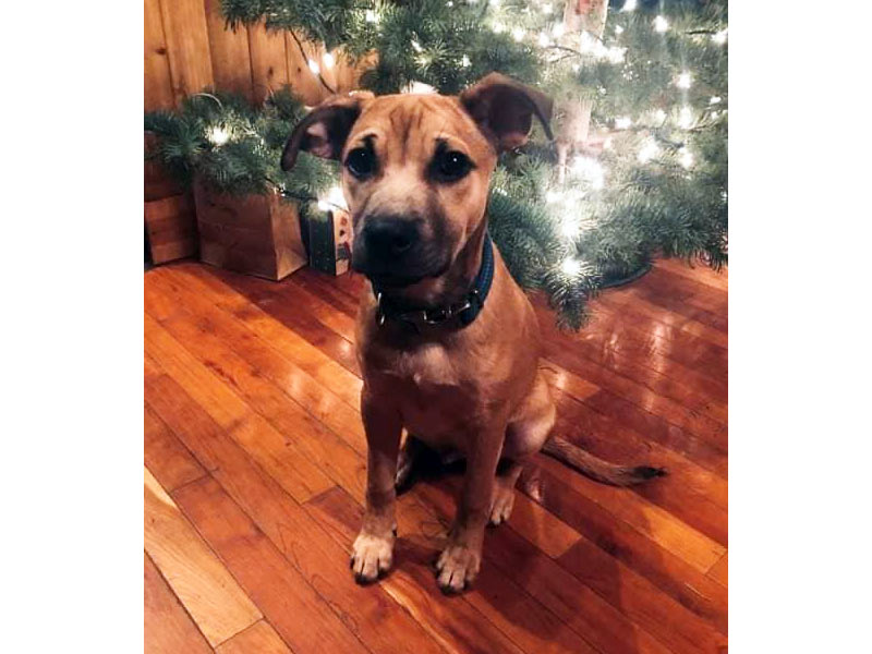Cash the dog at home December 2019