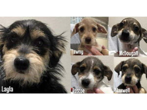 Scruffy puppies dogs adopted August 2019