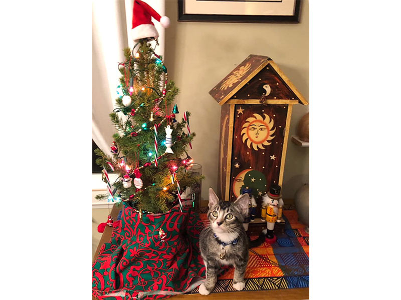 Timmy cat at home December 2019