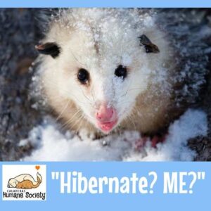 Opossums don't hibernate