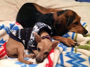 Frankee dog at home February 2020