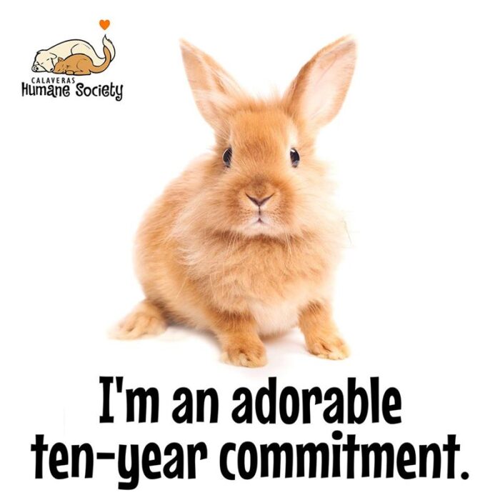 Rabbits are a commitment