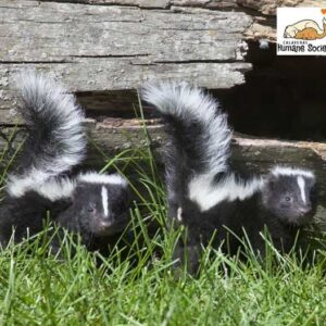 skunk mating season is here