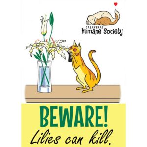 Beware! Lilies can kill.