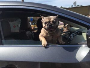 Happy dog at pet food drive through event