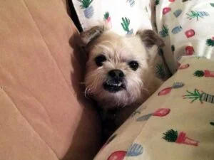 Bambino dog knows how to shelter in place March 2020